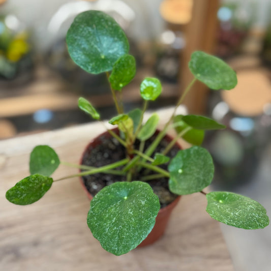 Pilea peperomioides 'Sugar' | Glückstaler | ufo plant