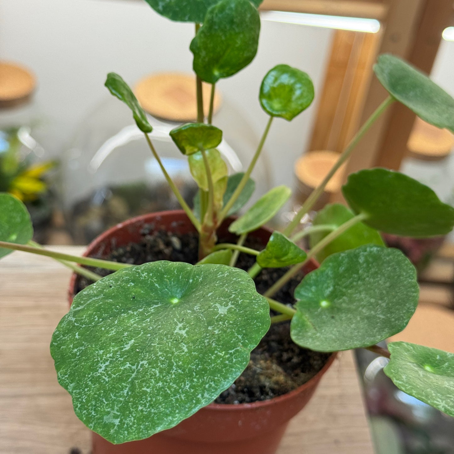 Pilea peperomioides 'Sugar' | Glückstaler | ufo plant