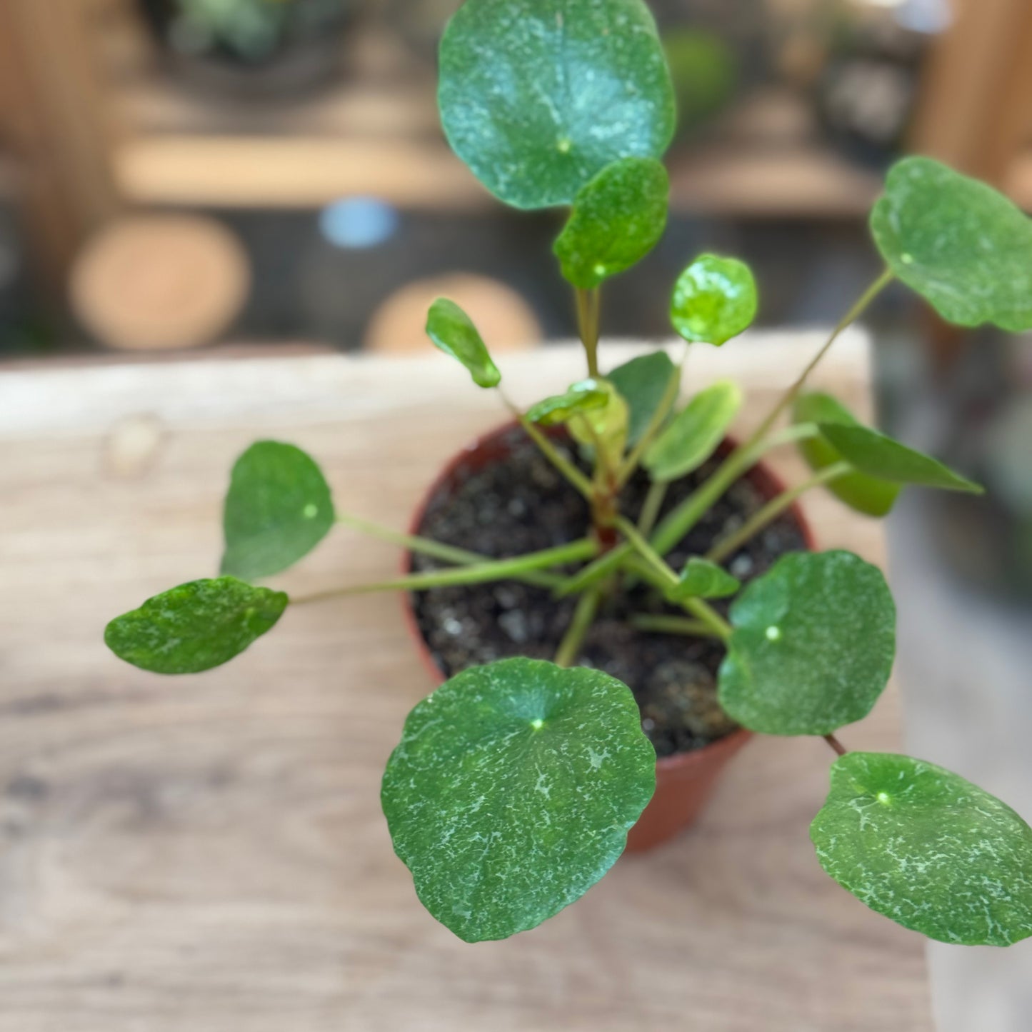 Pilea peperomioides 'Sugar' | Glückstaler | ufo plant