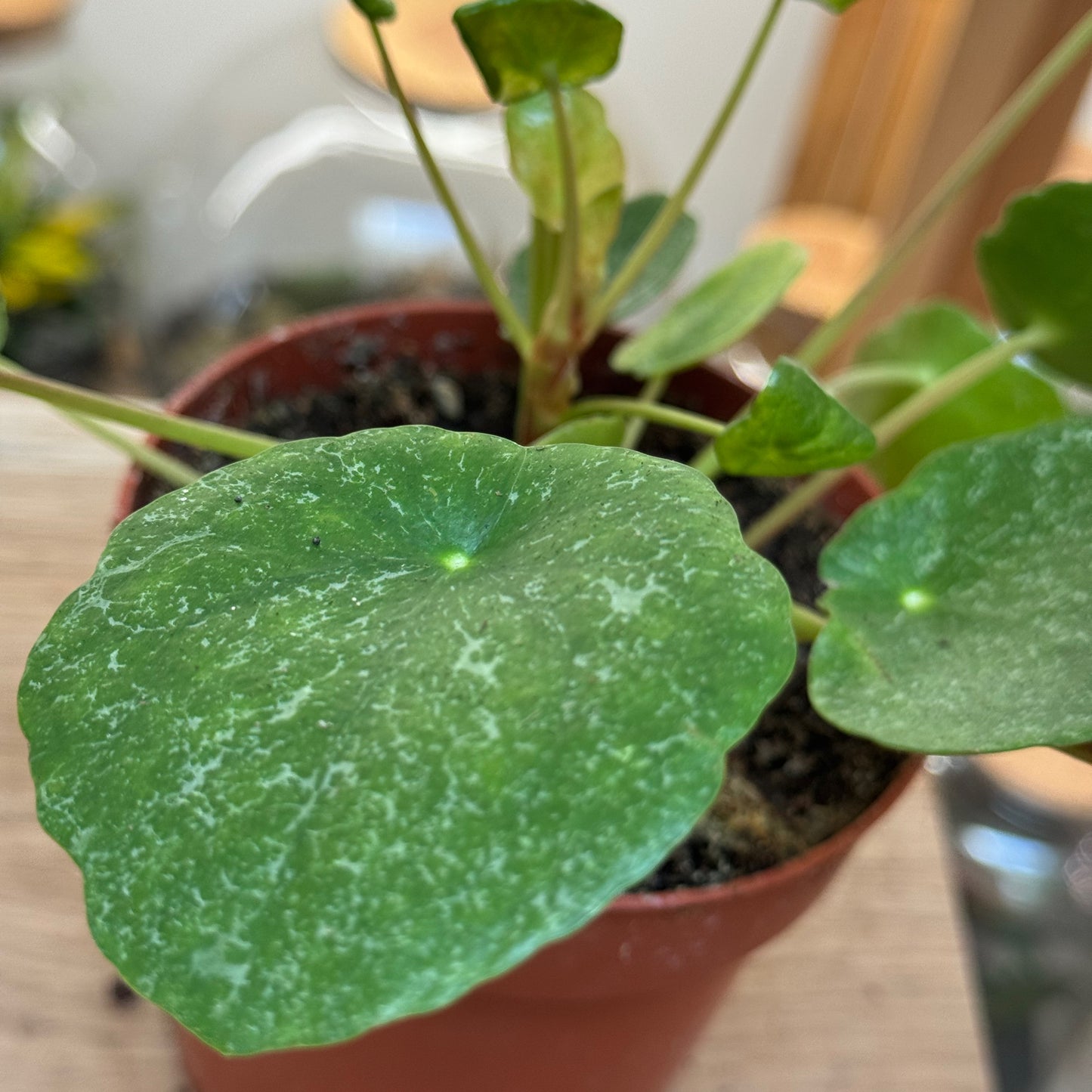 Pilea peperomioides 'Sugar' | Glückstaler | ufo plant