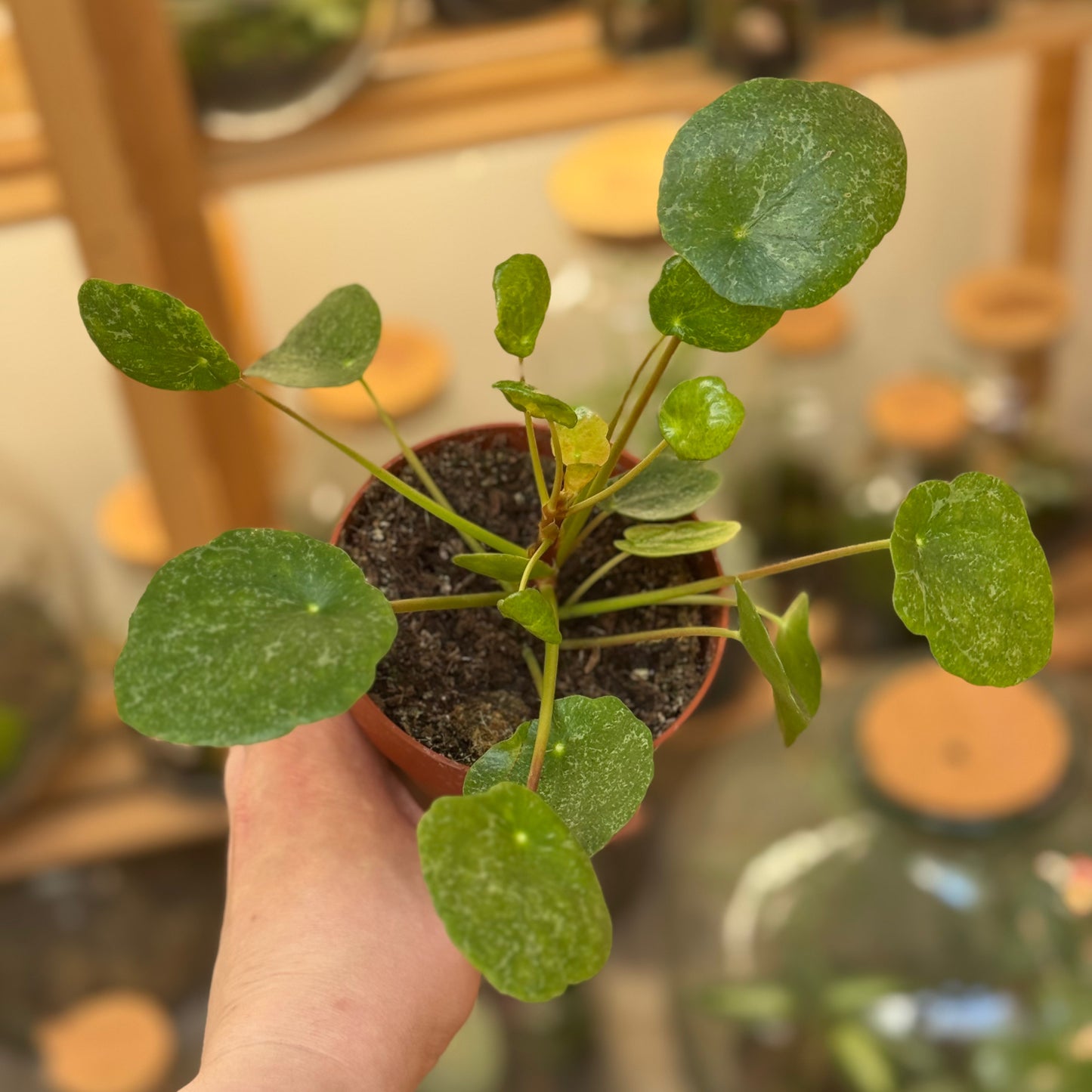 Pilea peperomioides 'Sugar' | Glückstaler | ufo plant