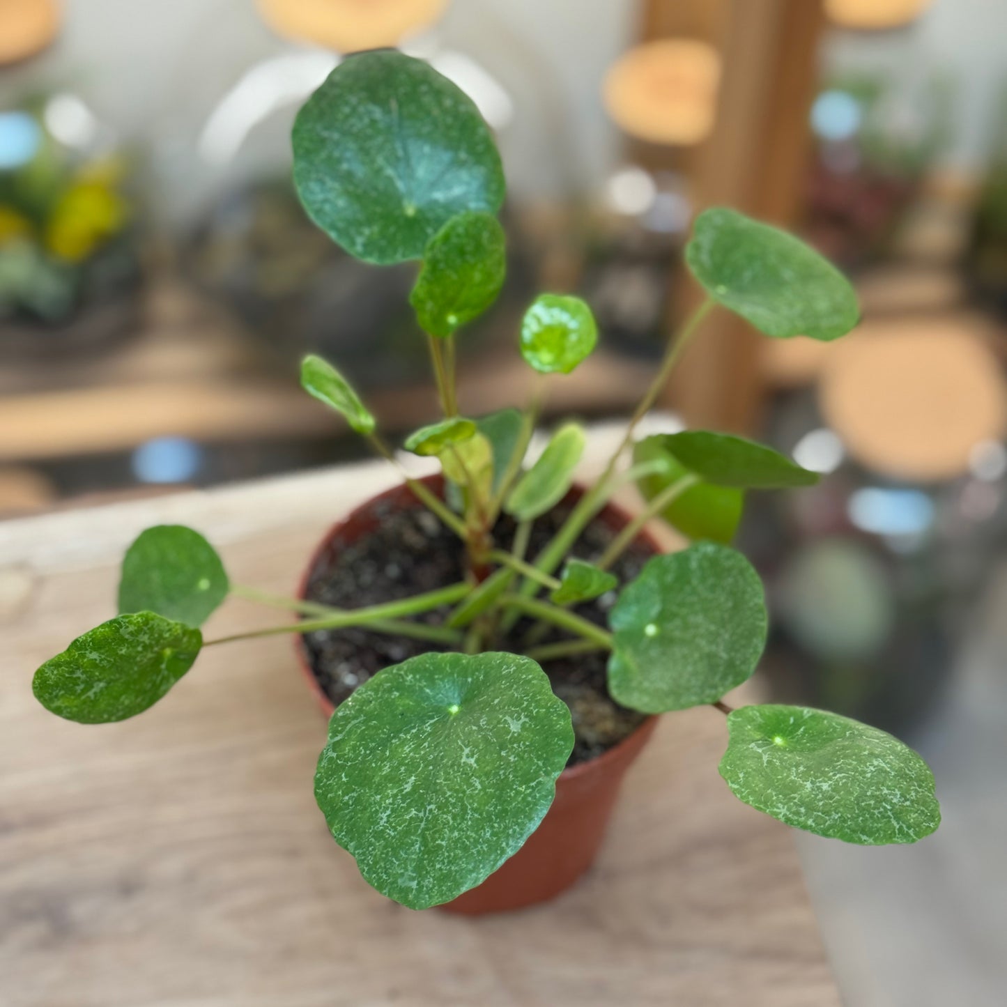 Pilea peperomioides 'Sugar' | Glückstaler | ufo plant