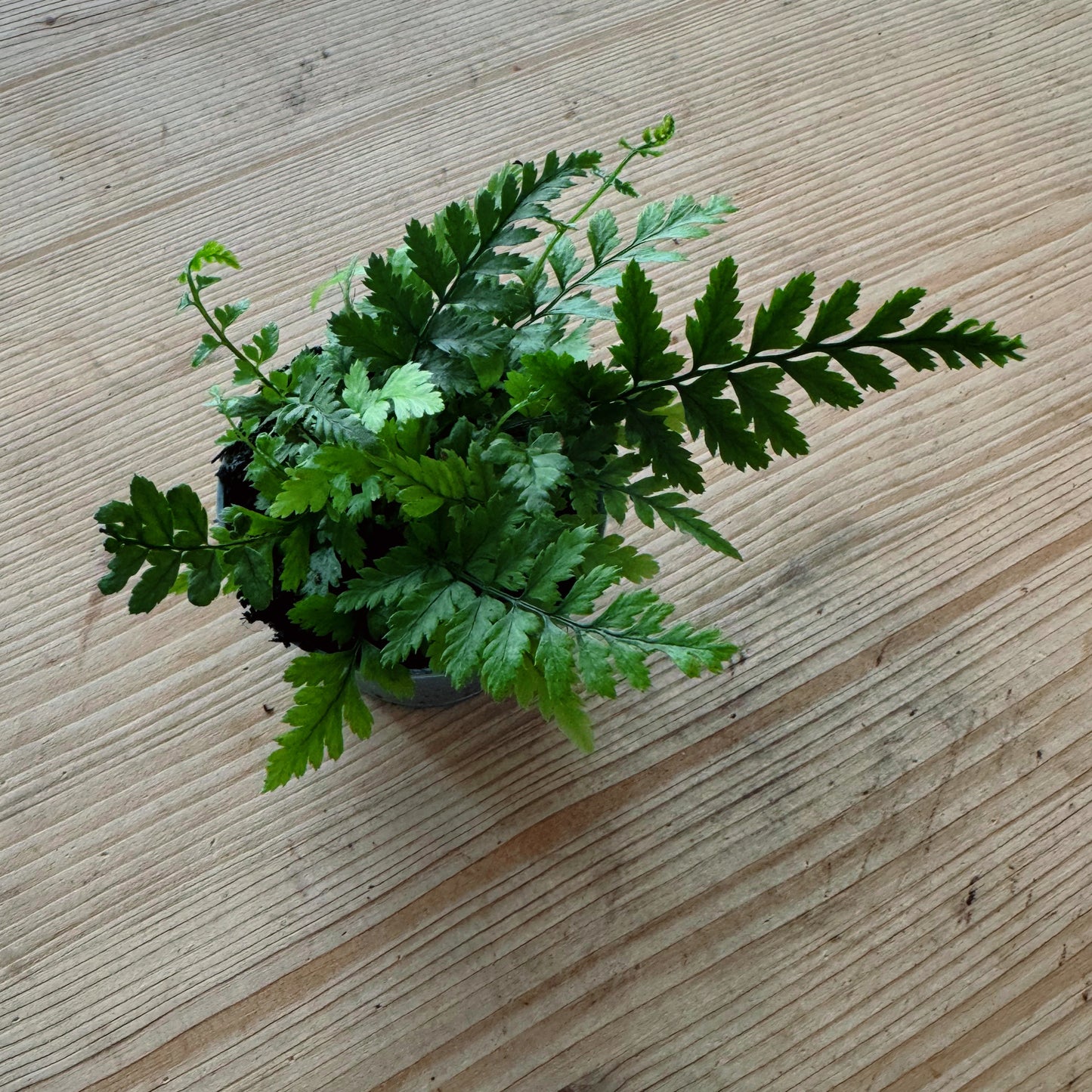 Polystichum tsus-simense