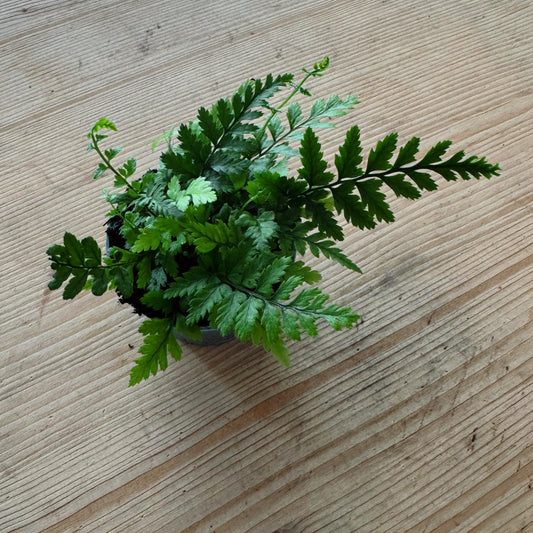 Polystichum tsus-simense