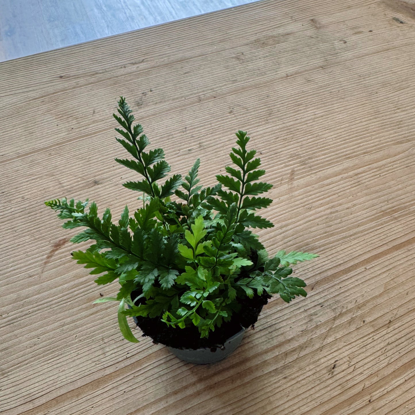 Polystichum tsus-simense