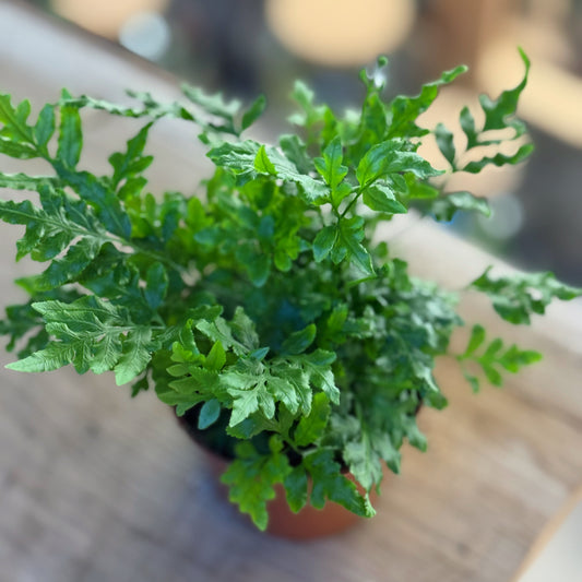 Pteris ensiformis 'Evergreen'