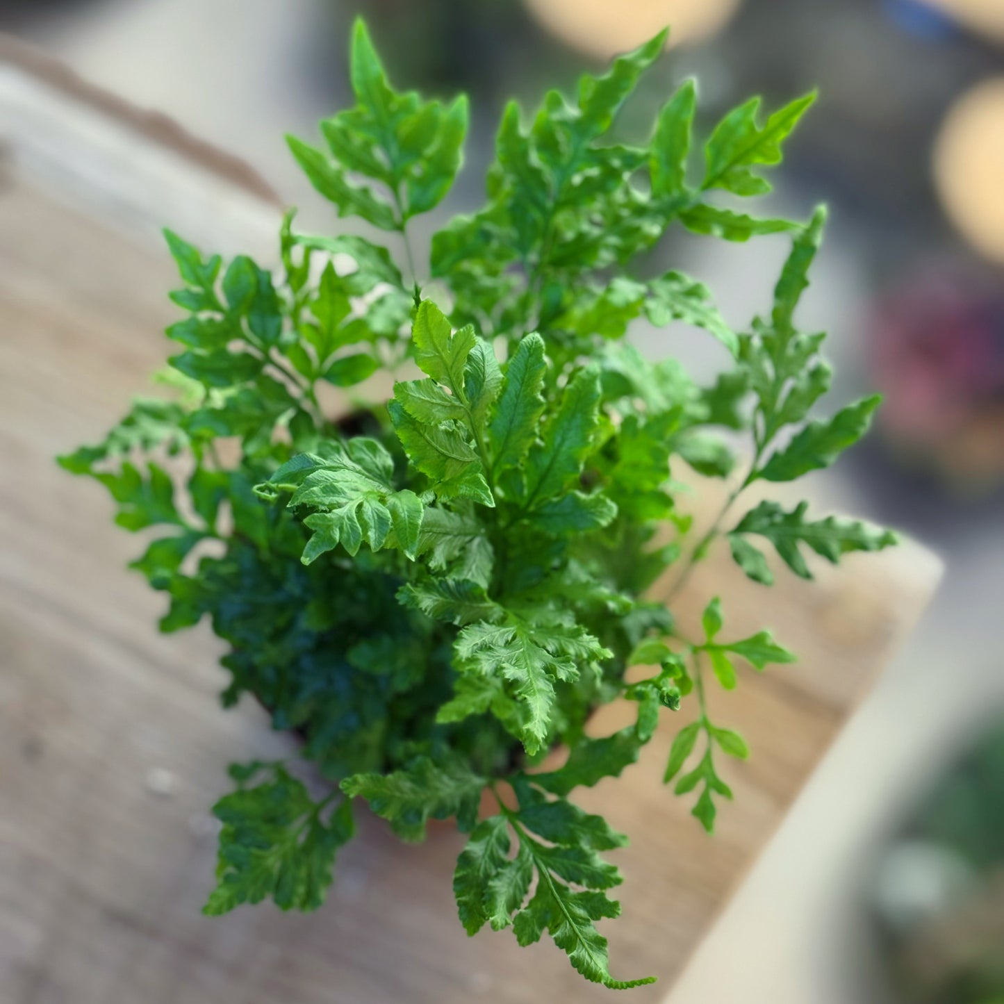 Pteris ensiformis 'Evergreen'