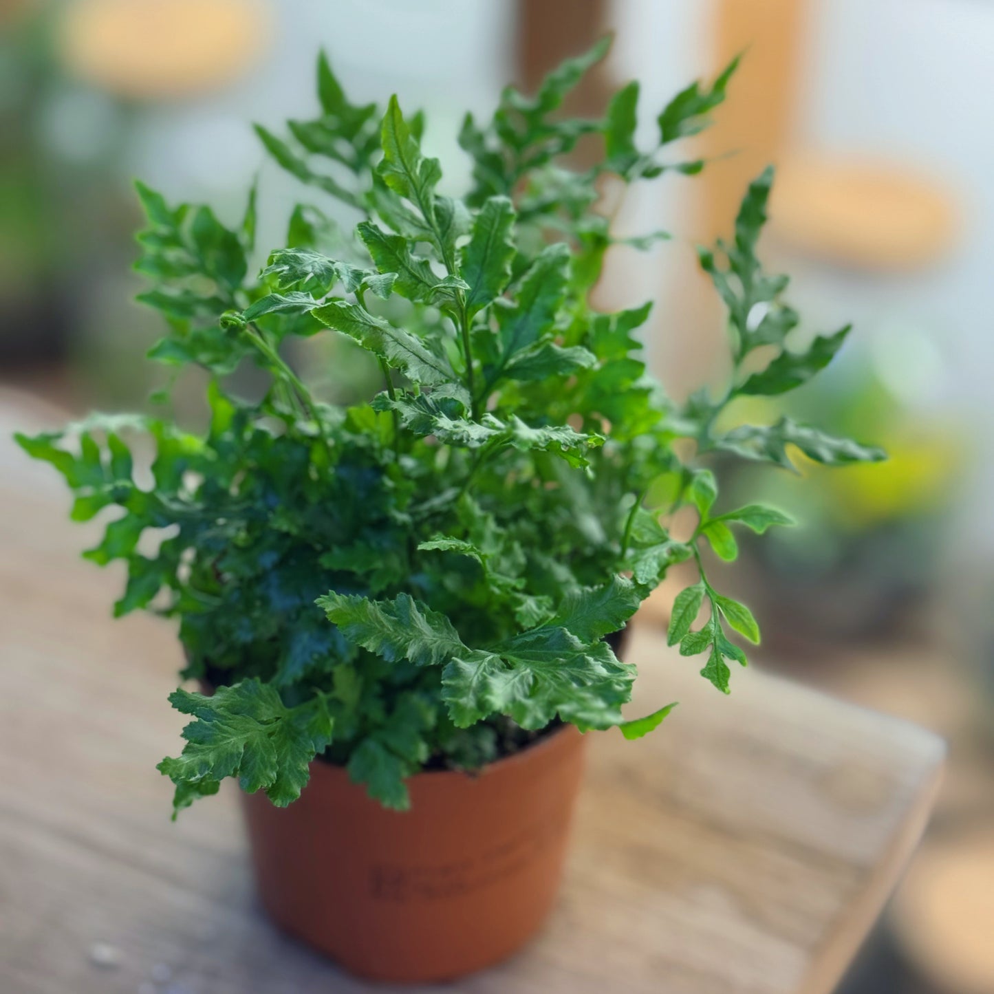 Pteris ensiformis 'Evergreen'
