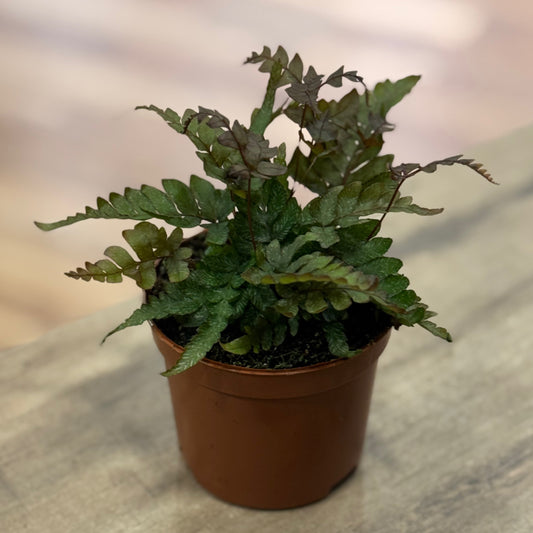 Pteris quadriaurita 'Tricolor' | Strahlenfarn