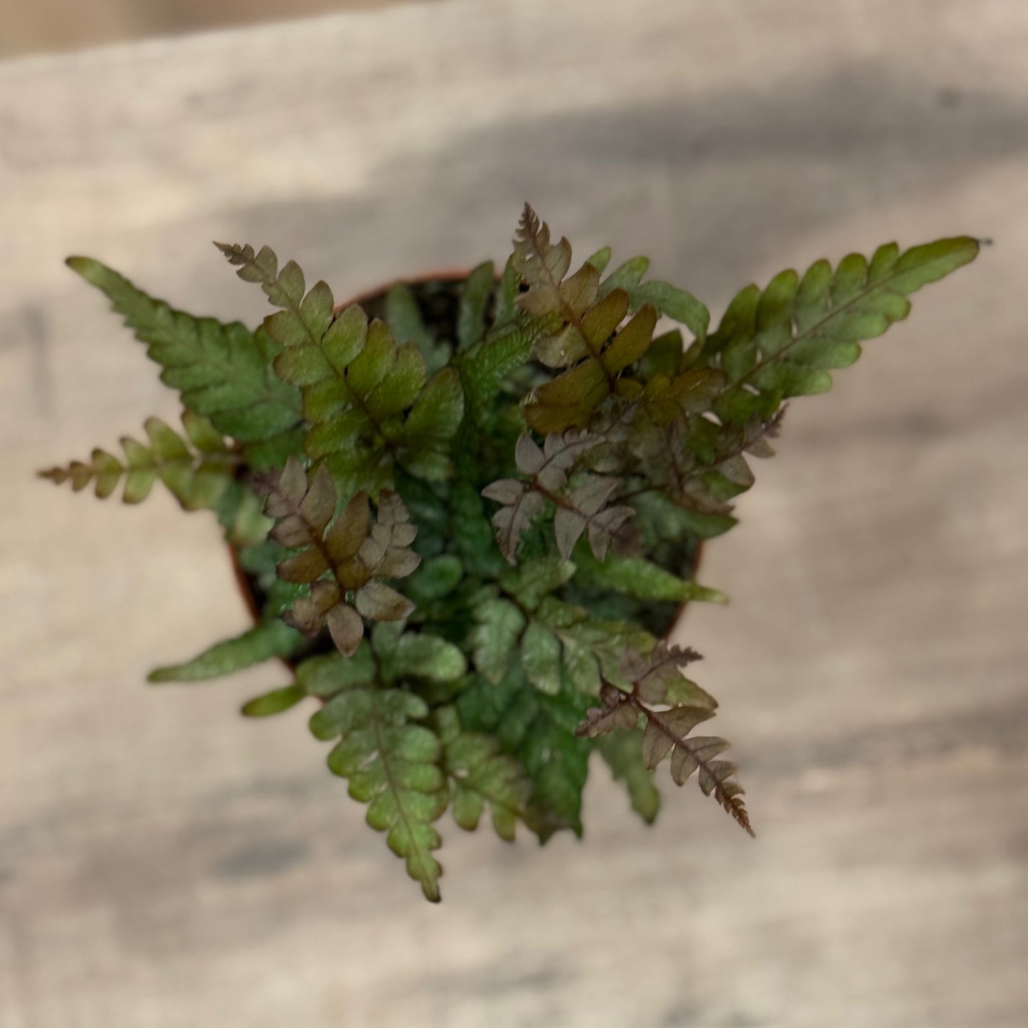 Pteris quadriaurita 'Tricolor' | Strahlenfarn