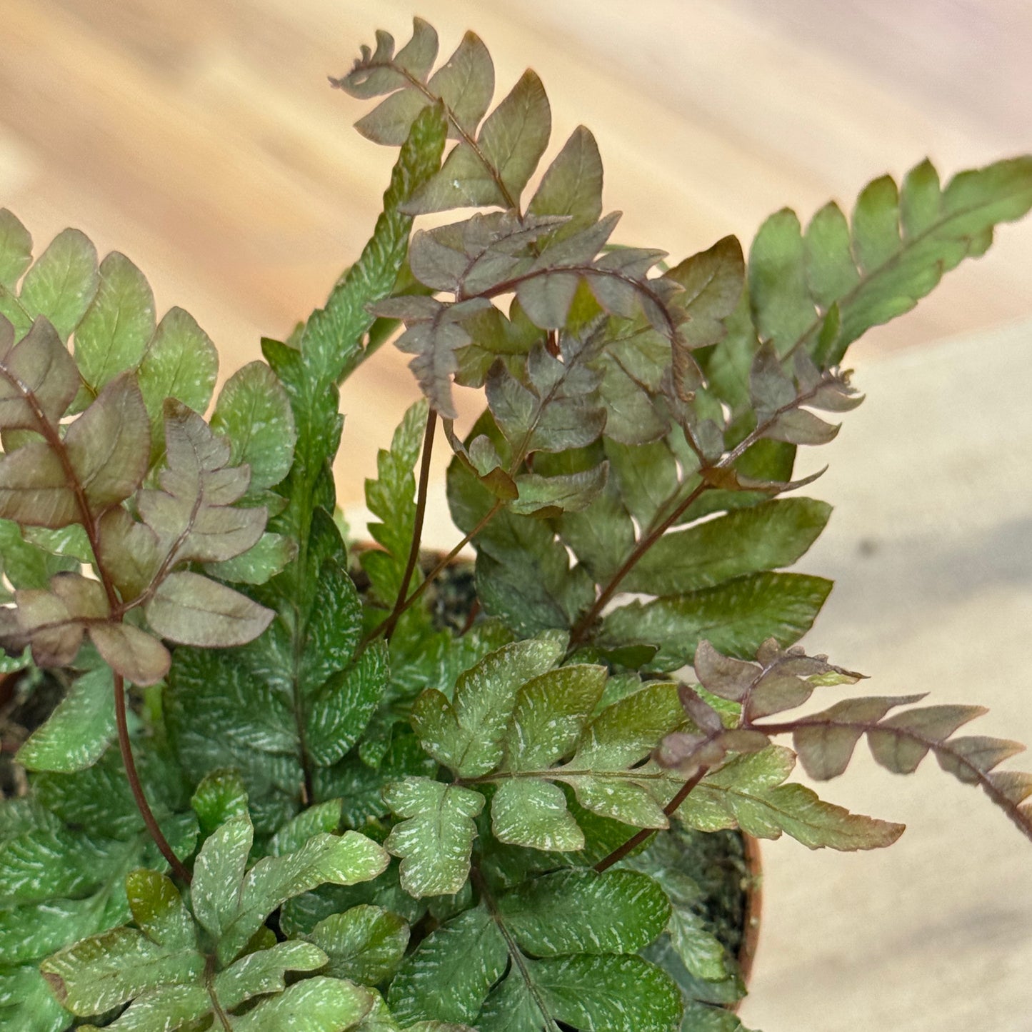 Pteris quadriaurita 'Tricolor' | Strahlenfarn