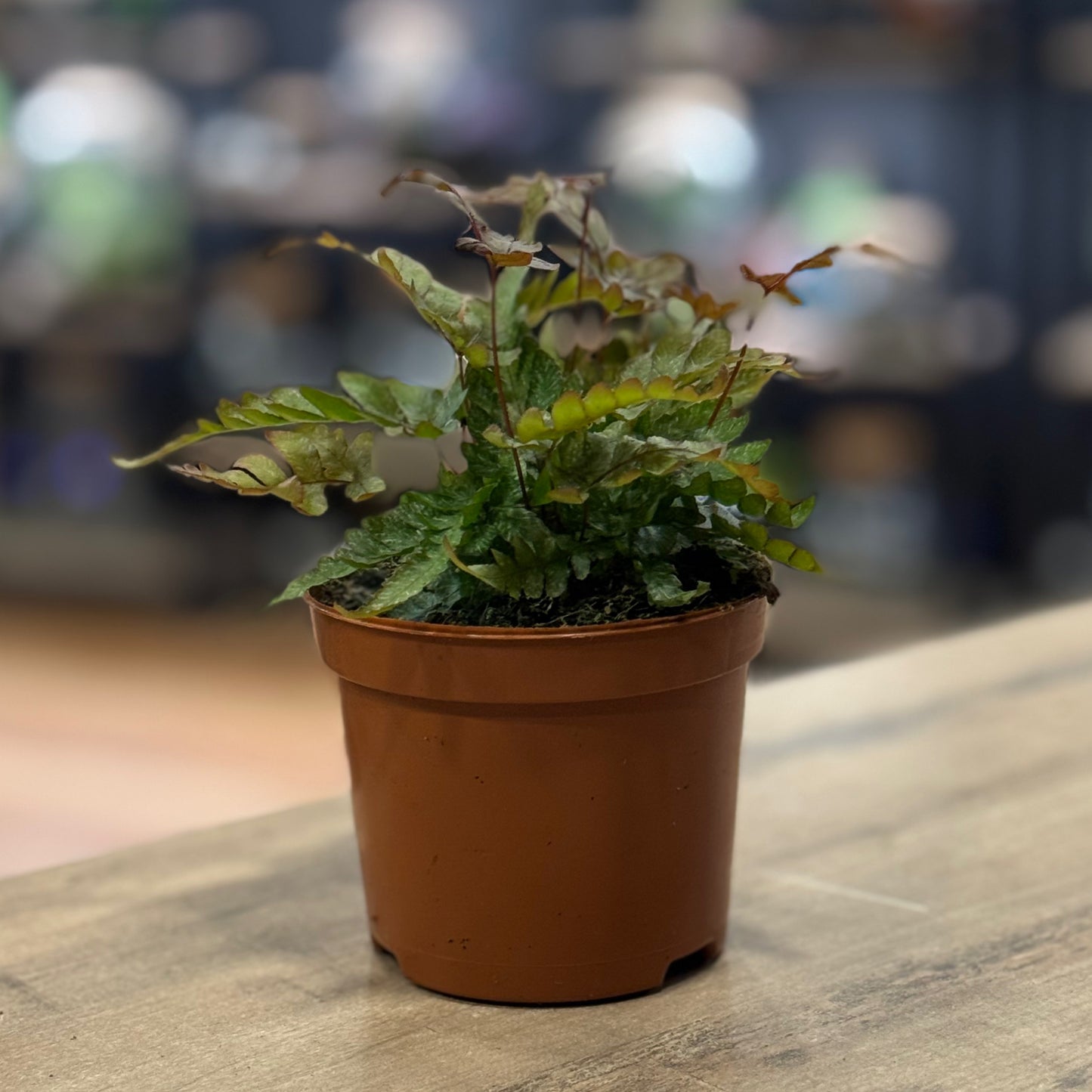 Pteris quadriaurita 'Tricolor' | Strahlenfarn