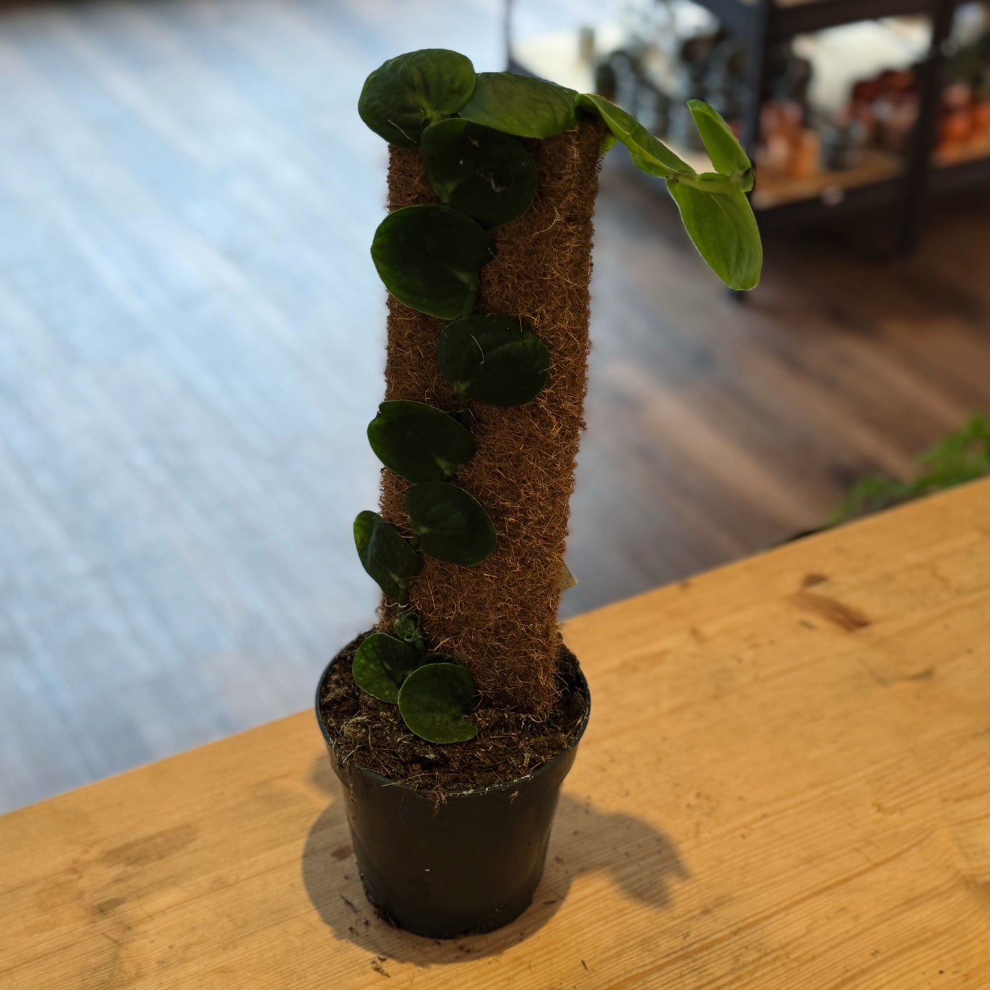 Rhaphidophora celatocaulis