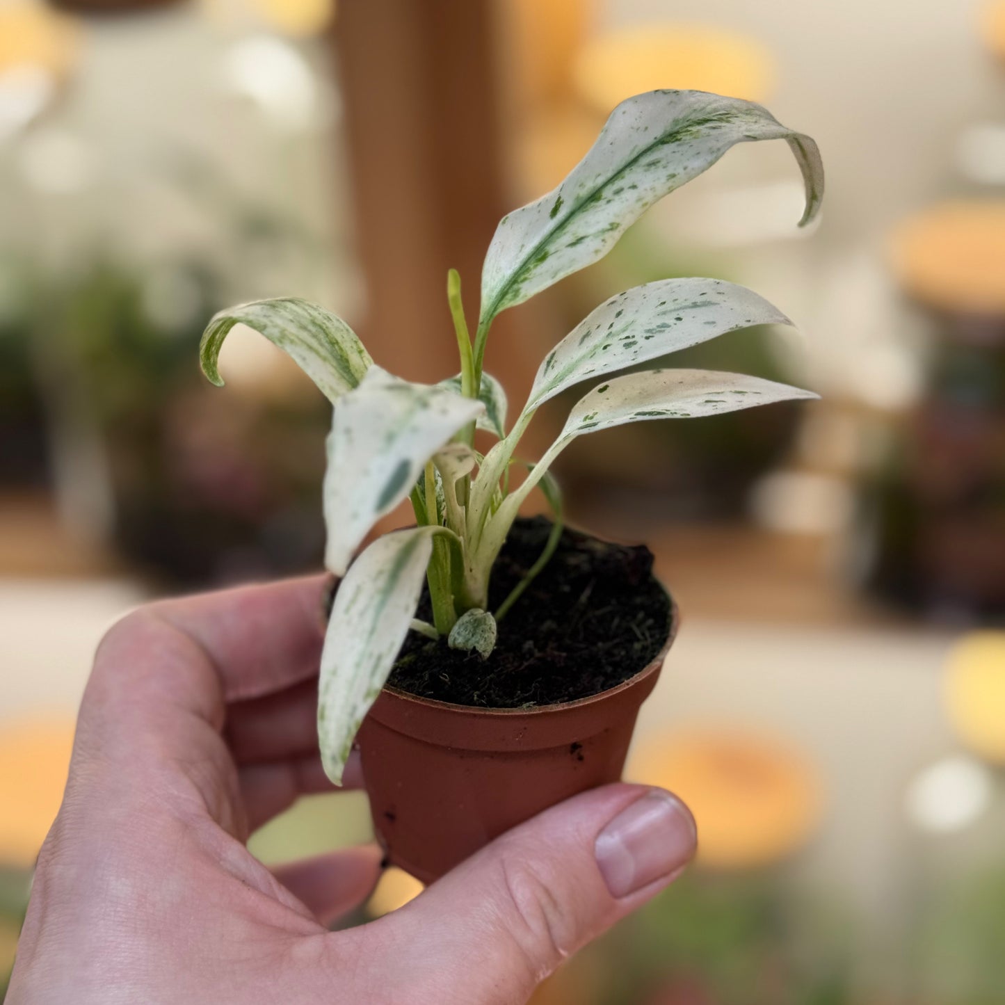 Rhaphidophora puberula 'Variegata'