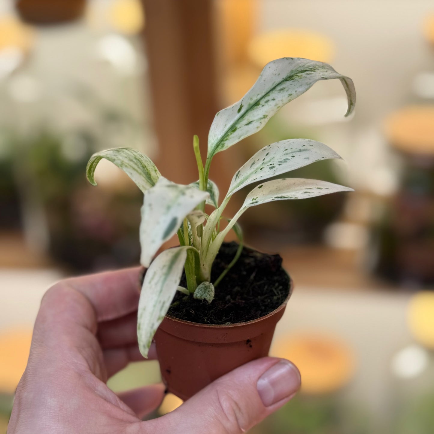 Rhaphidophora puberula 'Variegata'