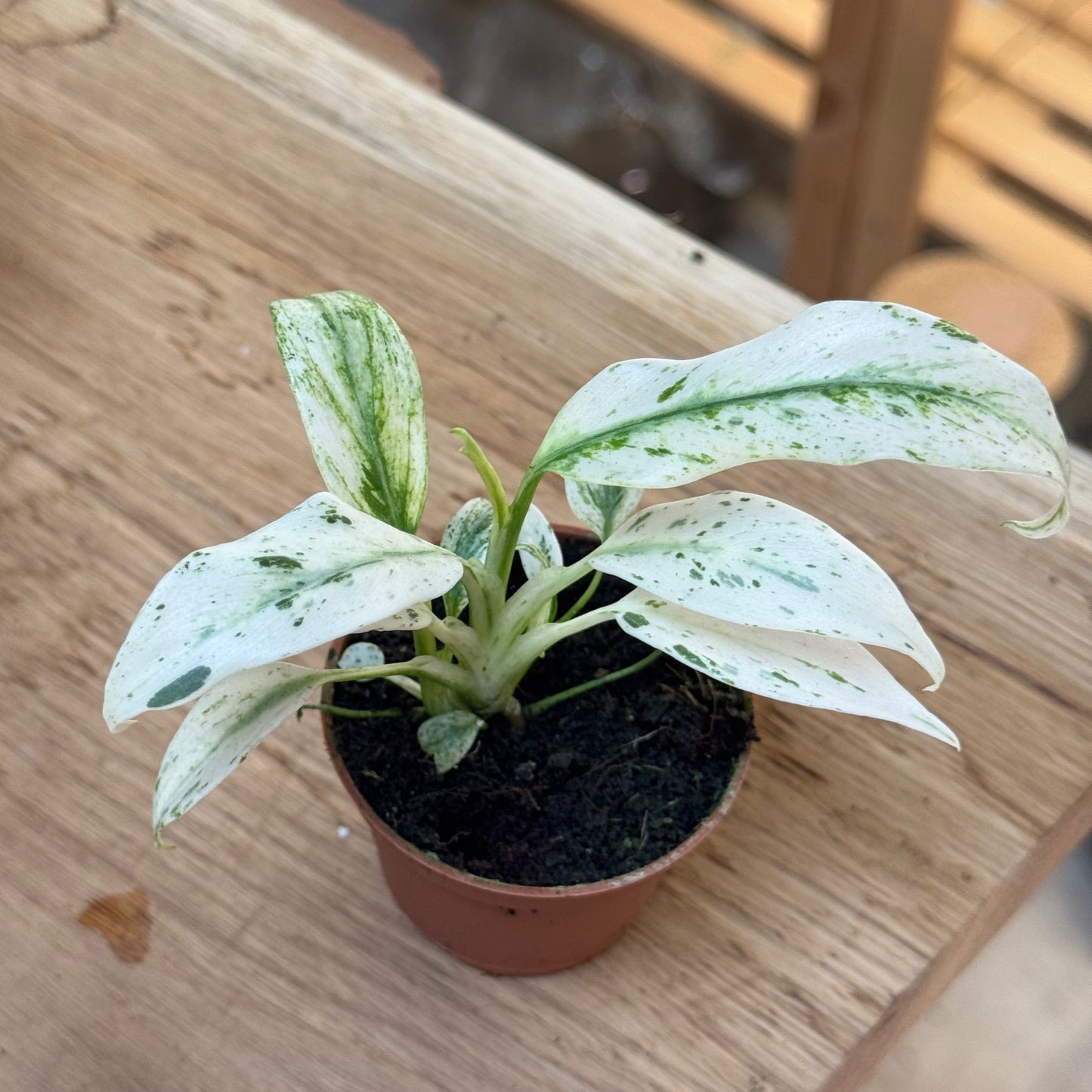 Rhaphidophora puberula 'Variegata'