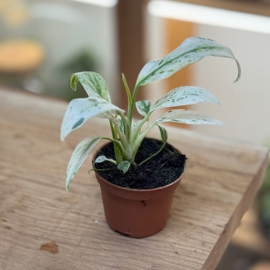 Rhaphidophora puberula 'Variegata'