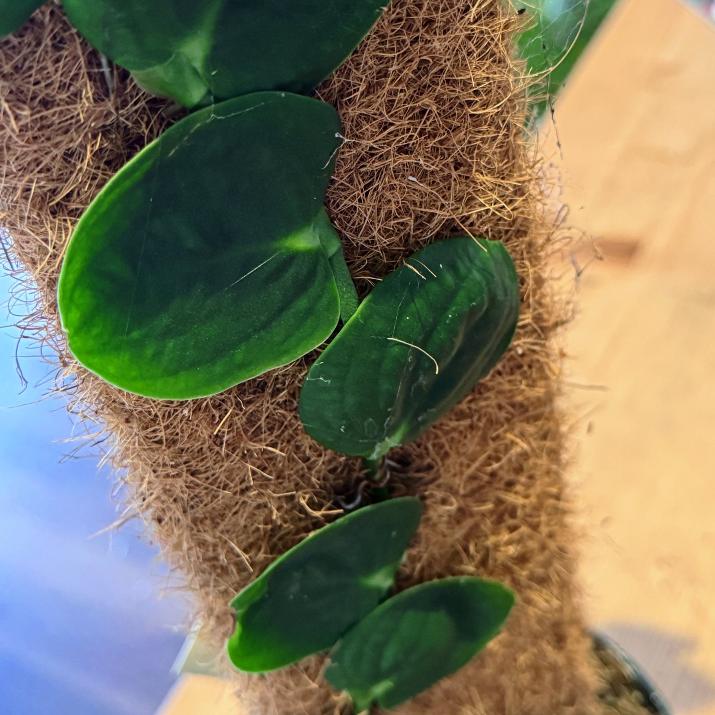 Rhaphidophora celatocaulis