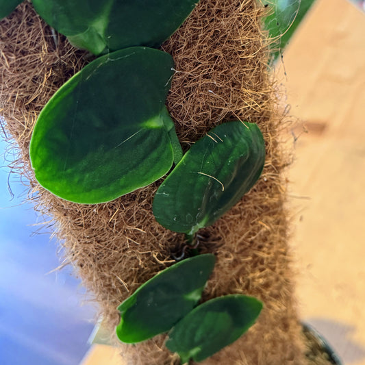 Rhaphidophora celatocaulis