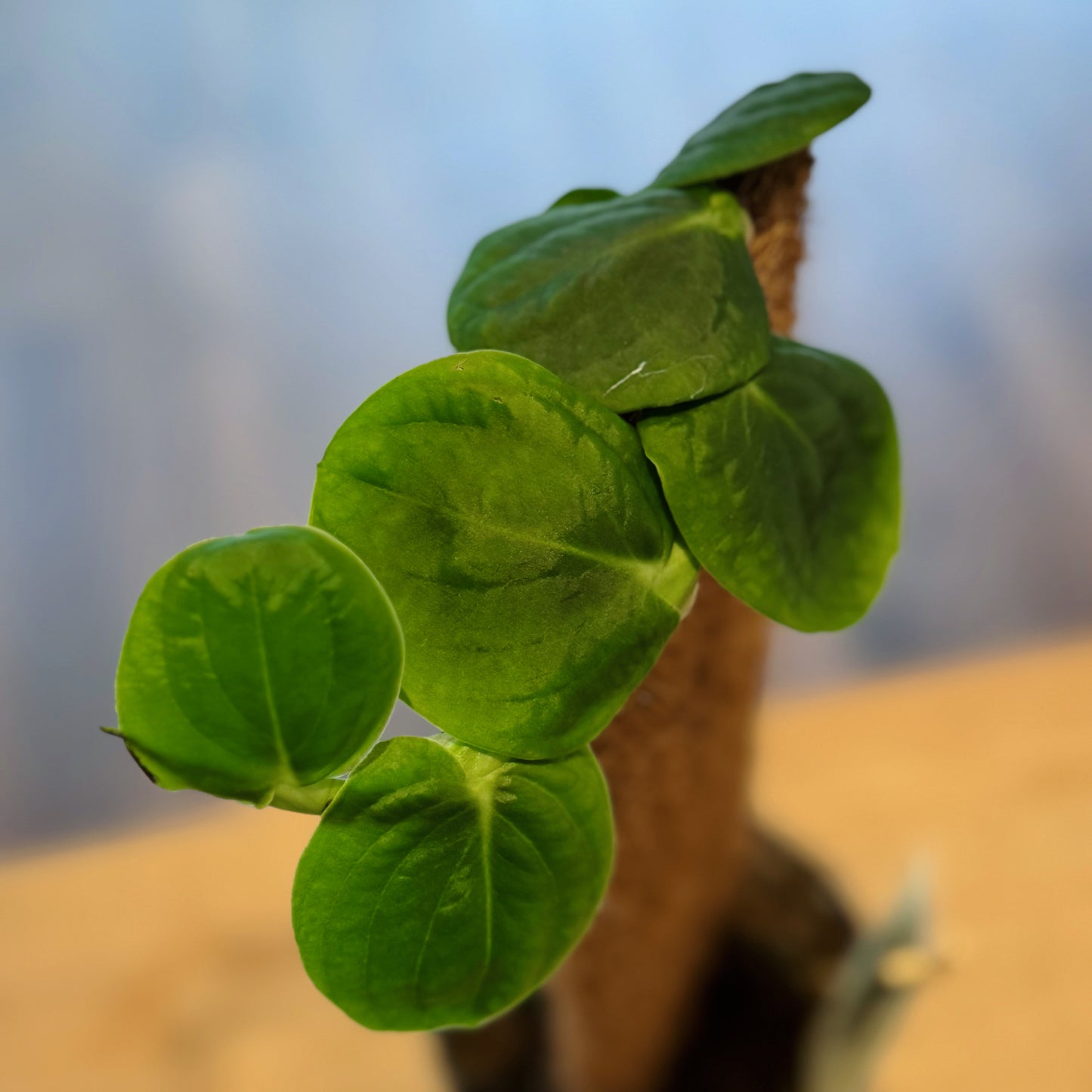 Rhaphidophora celatocaulis