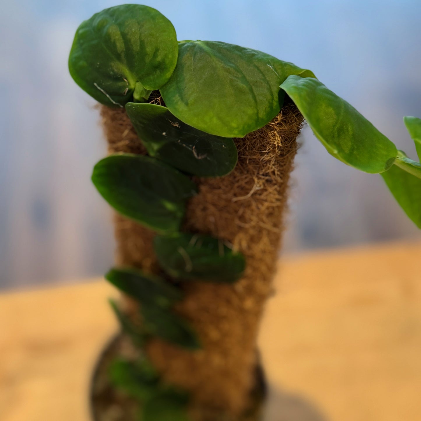 Rhaphidophora celatocaulis