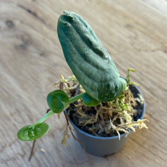 Rhaphidophora celatocaulis Steckling