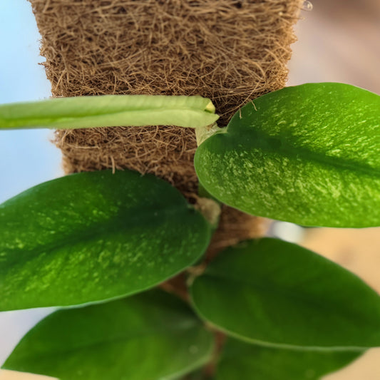 Rhaphidophora hongkongensis  ‘Variegata’ | Panaschierte Hongkong-Rhaphidophora