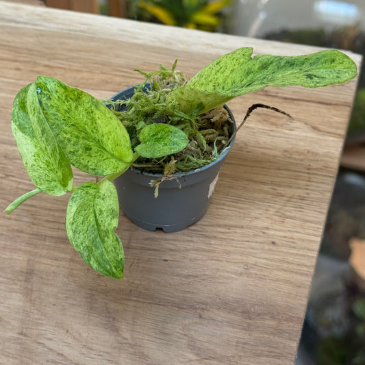 Rhaphidophora korthalsii ‚Variegata‘ | Variegierte Schuppen-Kletterpflanze | Steckling