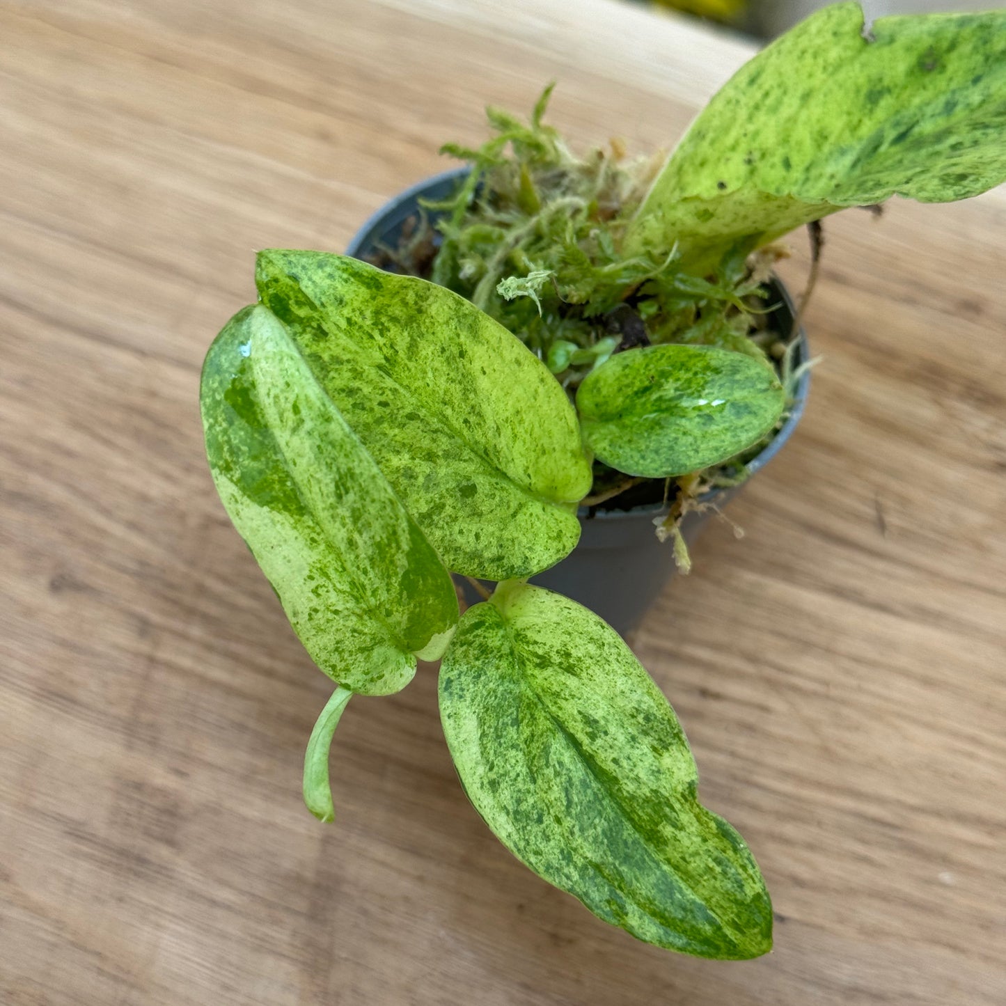 Rhaphidophora korthalsii ‚Variegata‘ | Variegierte Schuppen-Kletterpflanze | Steckling
