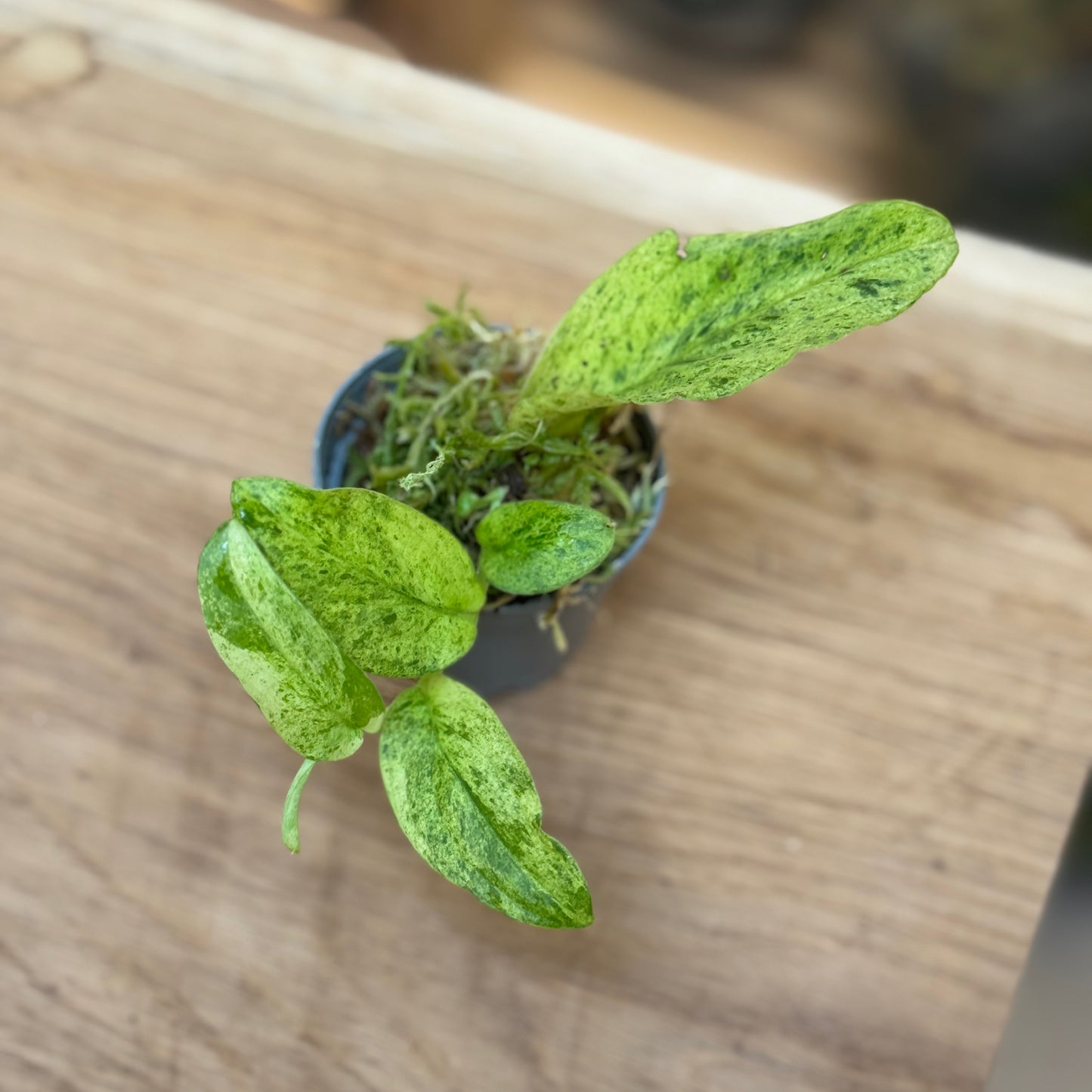Rhaphidophora korthalsii ‚Variegata‘ | Variegierte Schuppen-Kletterpflanze | Steckling