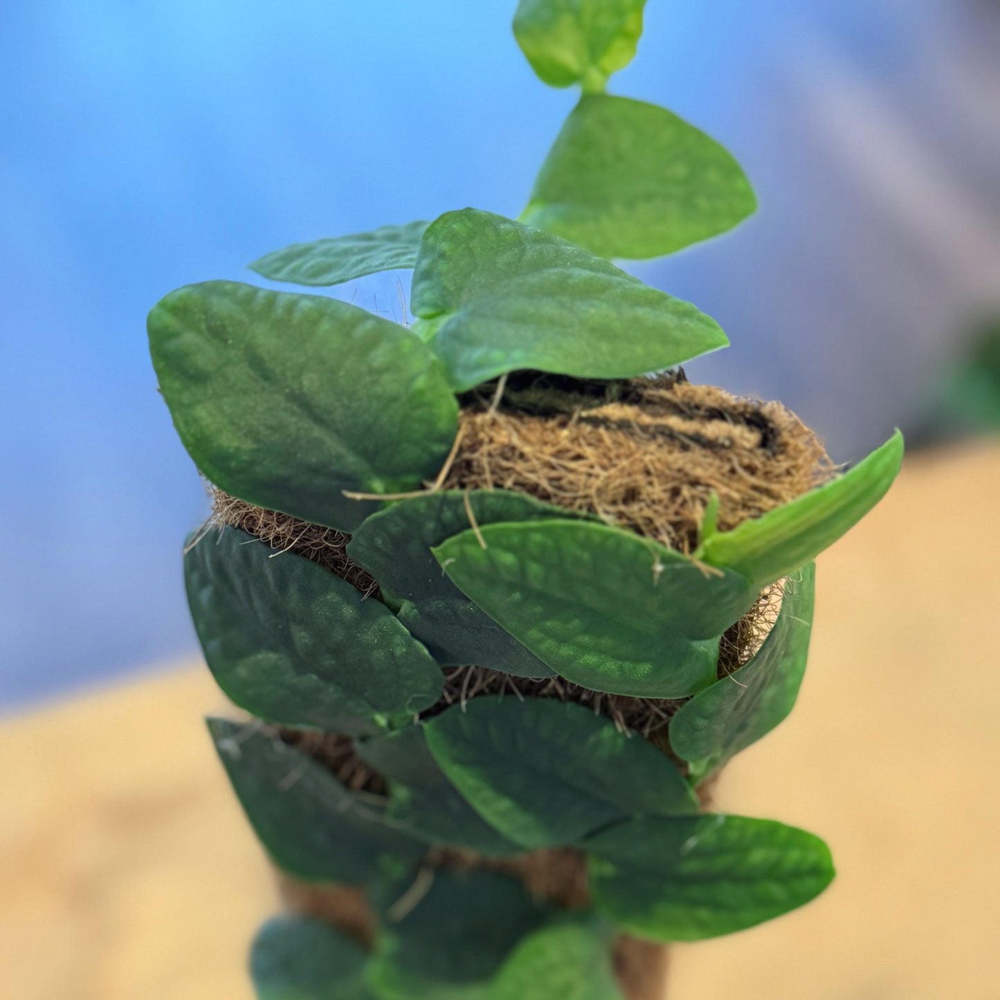 Rhaphidophora tenuis