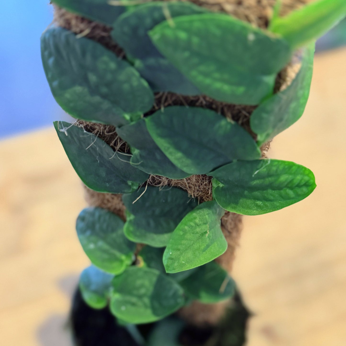 Rhaphidophora tenuis