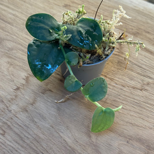 Rhaphidophora tenuis Steckling