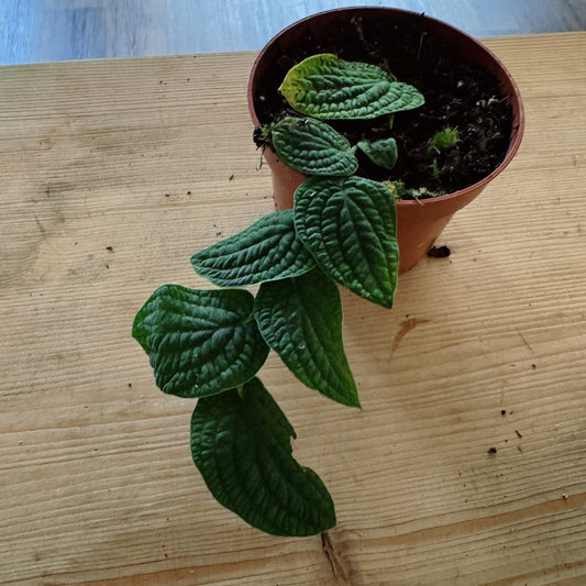 Rhaphidophora tenuis ‘Silver’