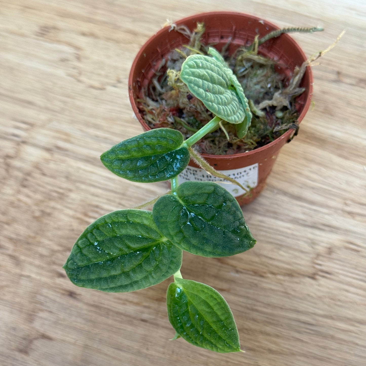 Rhaphidophora tenuis 'SIlver' Steckling