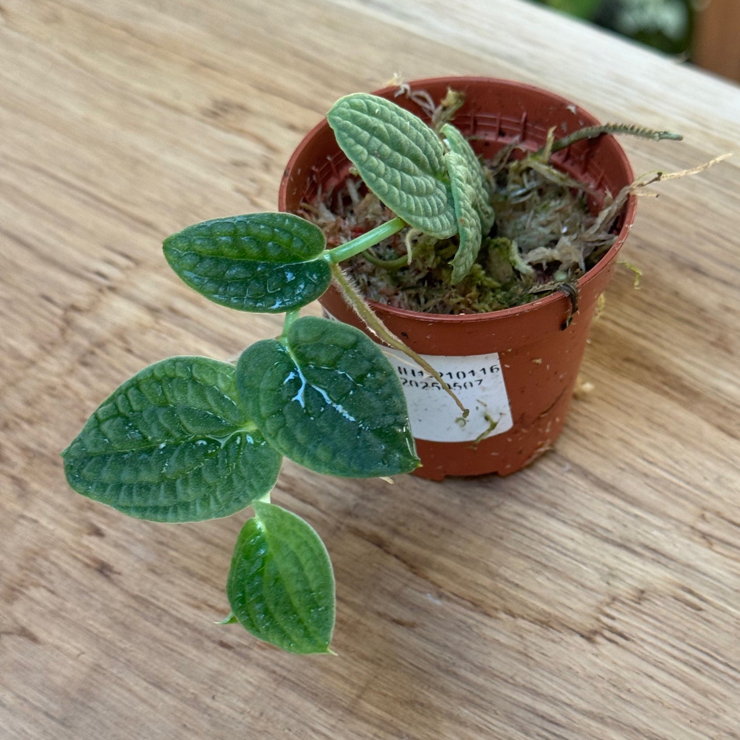 Rhaphidophora tenuis 'SIlver' Steckling