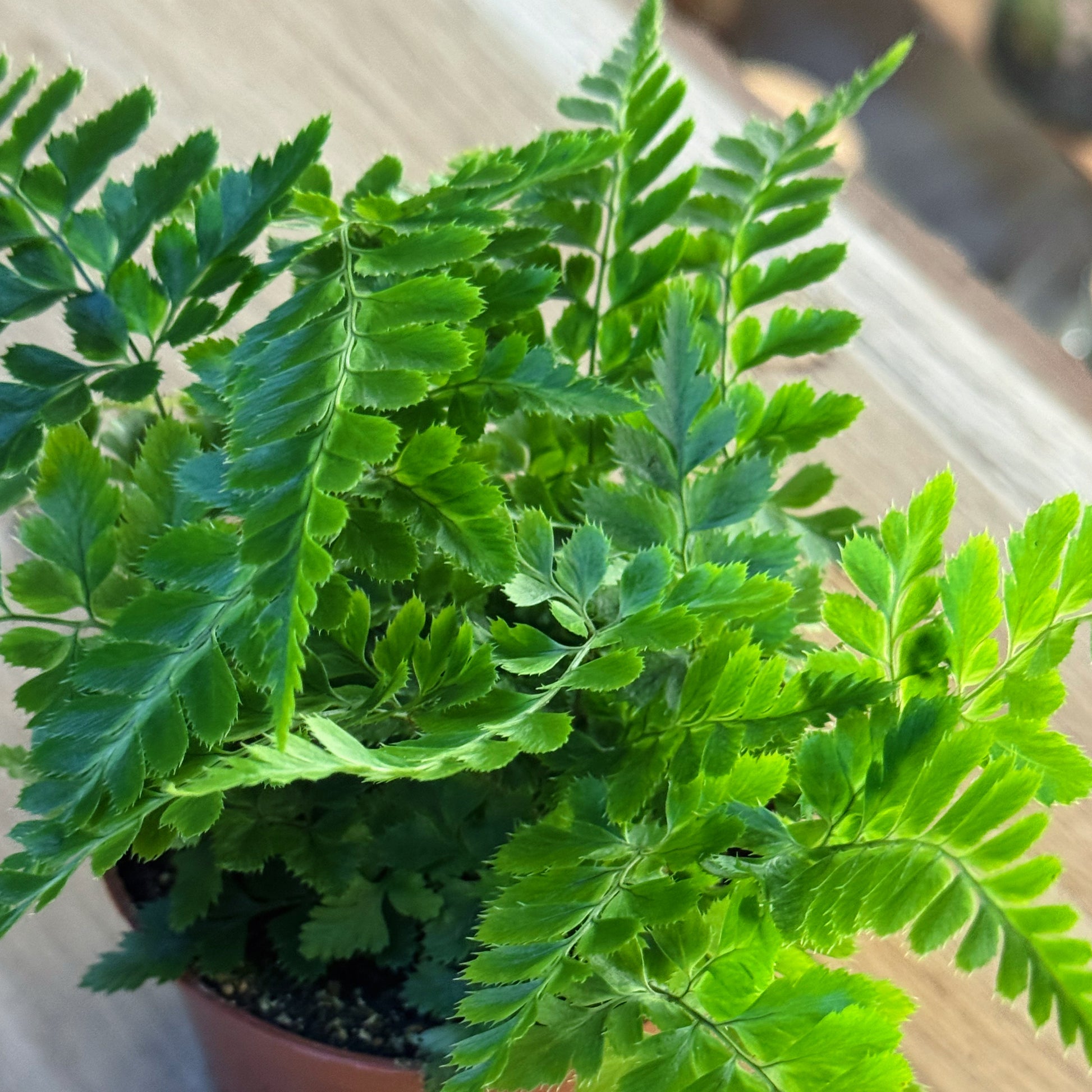 Rumohra adiantiformis 'Variegata'