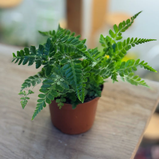Rumohra adiantiformis 'Variegata' | panaschierter Lederfarn