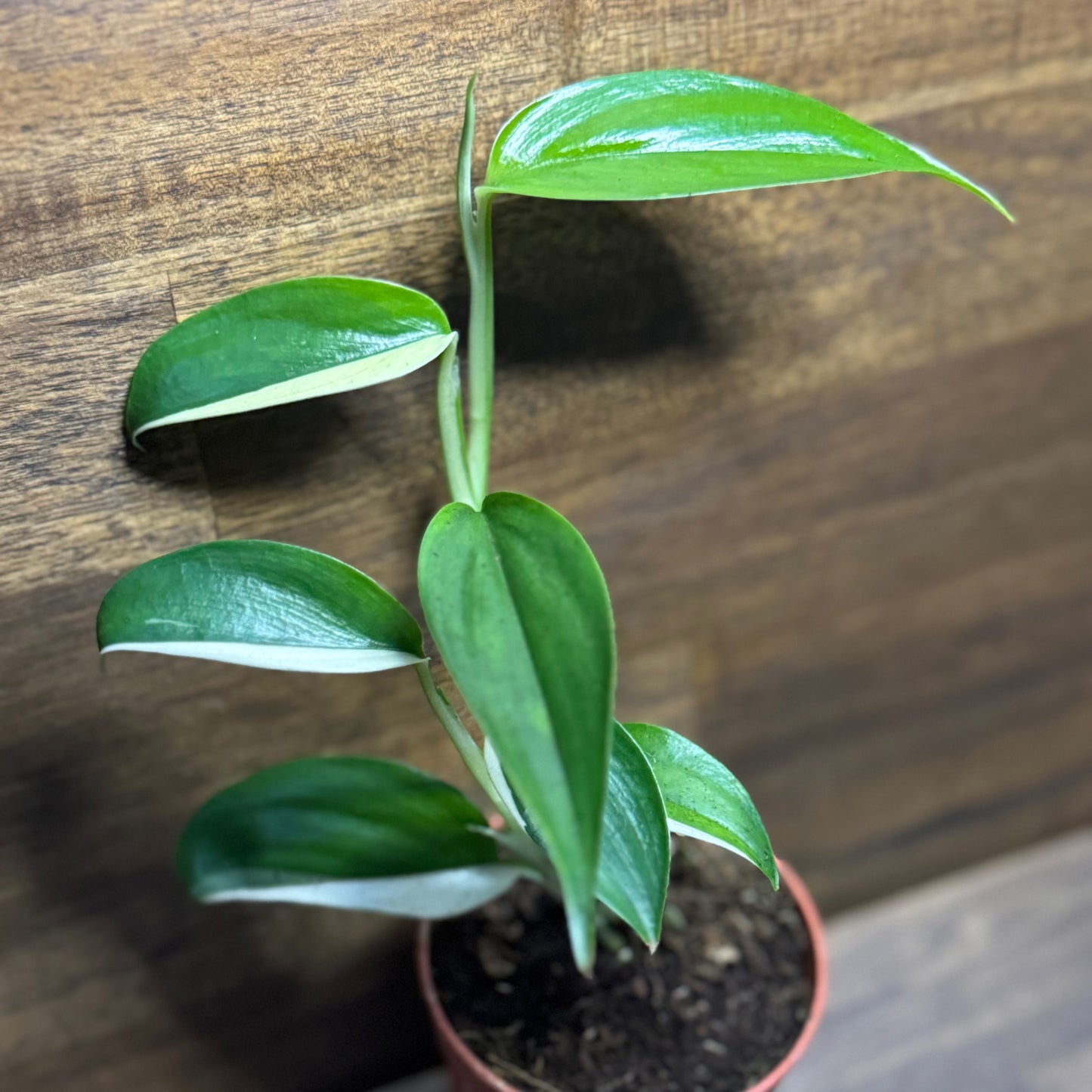 Scindapsus 'Blue Albo' | vermutl. Scindapsus hederaceus 'Albo Blue'