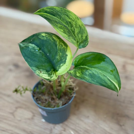 Scindapsus 'Jade Satin Variegata' Steckling