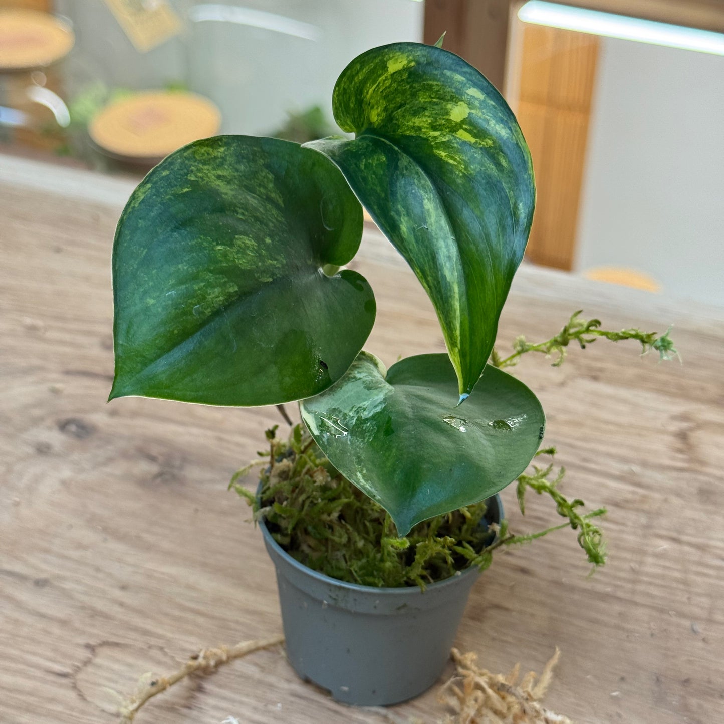 Scindapsus 'Jade Satin Variegata' Steckling