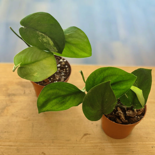 Scindapsus 'Jade Satin' | Silberpflanze