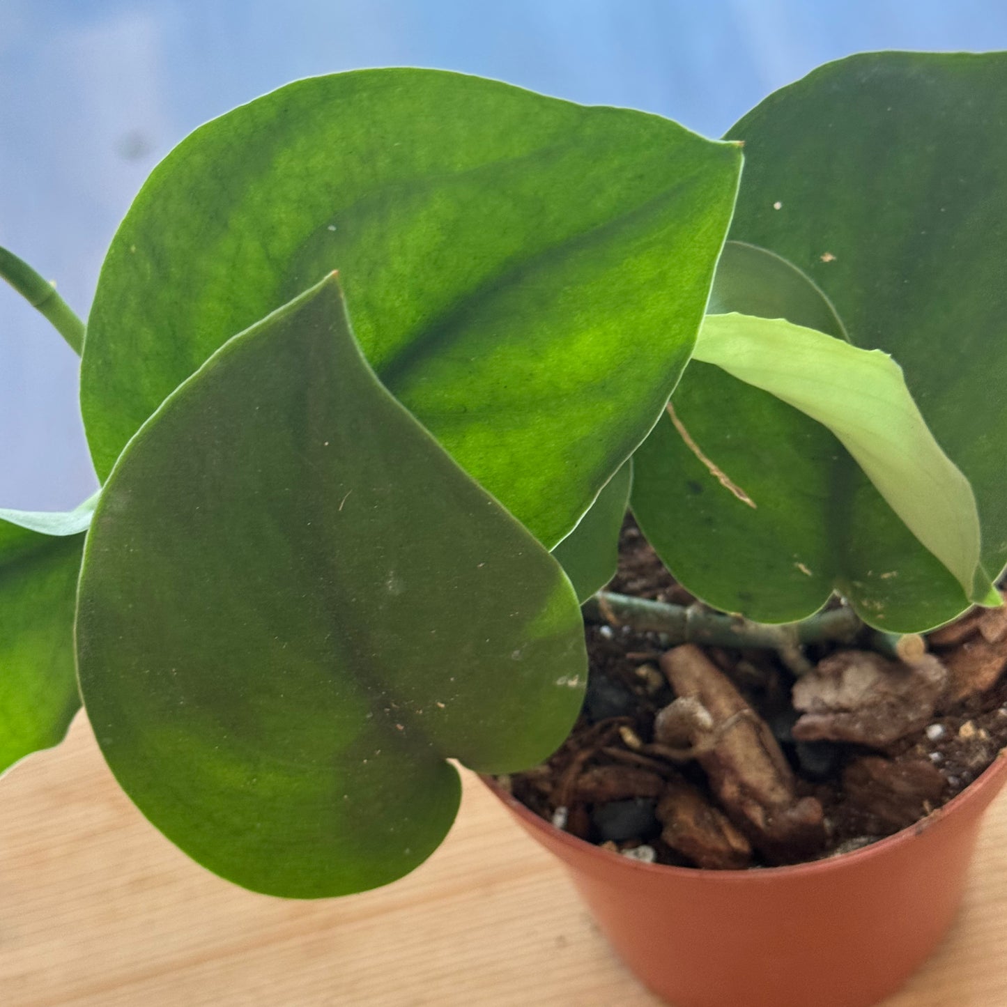Scindapsus 'Jade Satin' | Silberpflanze