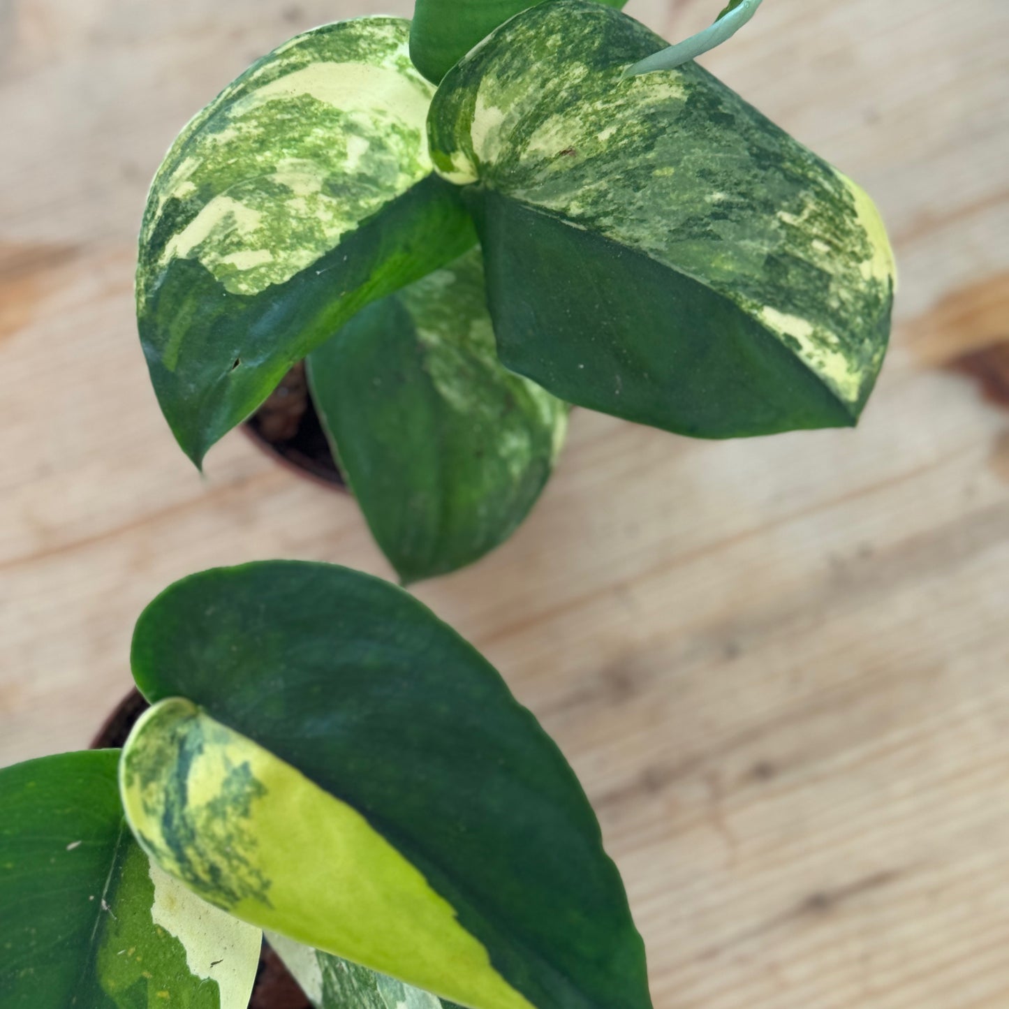 Scindapsus 'Jade Satin Variegata'