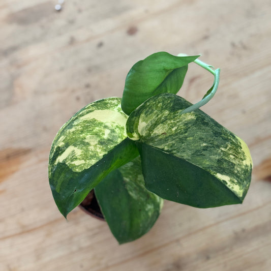 Scindapsus 'Jade Satin Variegata'