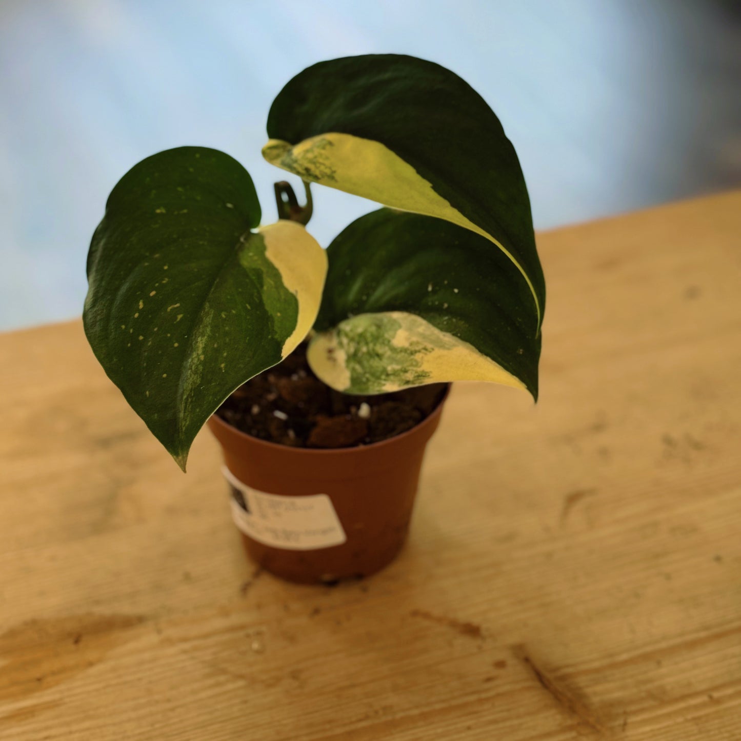 Scindapsus 'Jade Satin Variegata'