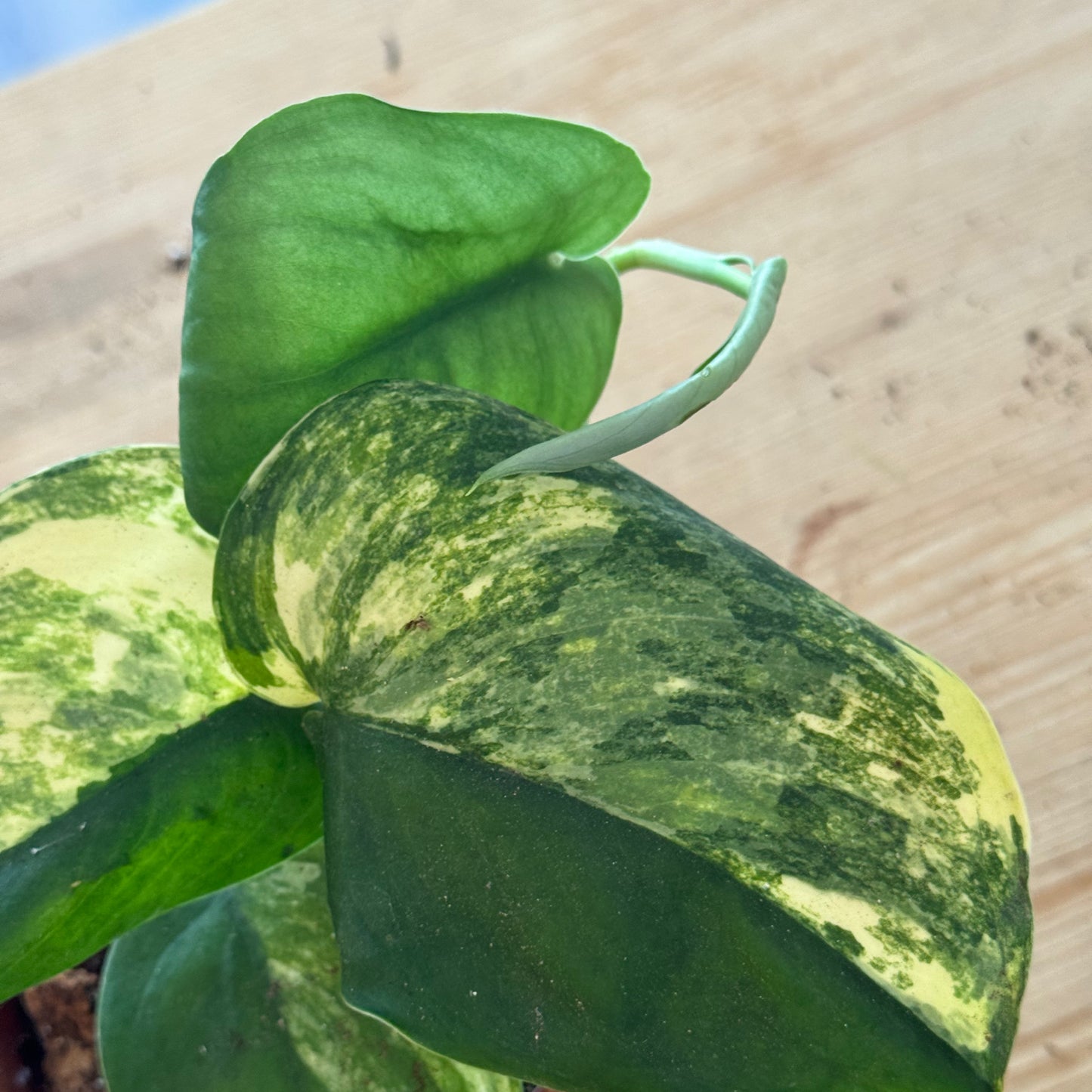 Scindapsus 'Jade Satin Variegata'