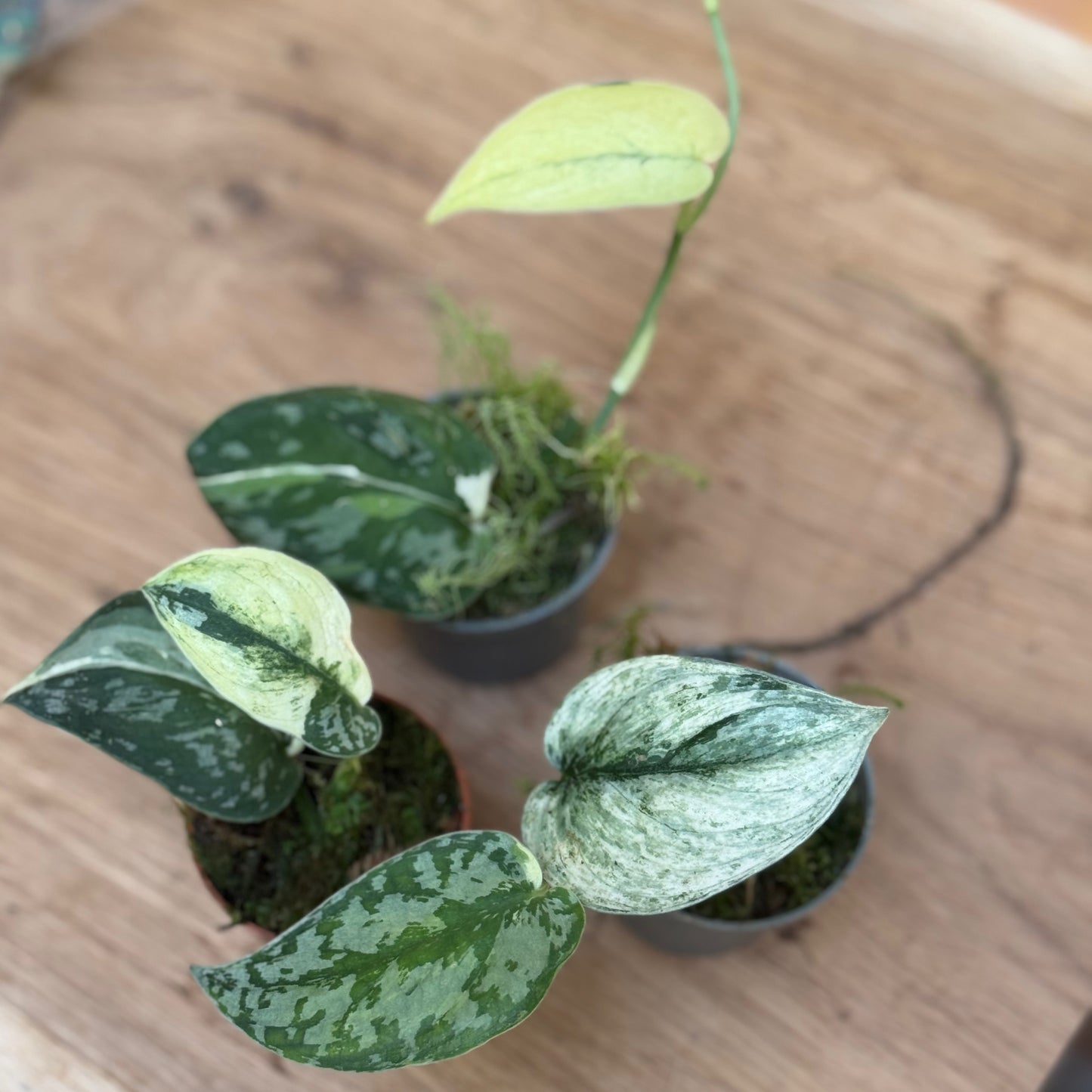 Scindapsus 'Mayari Variegata'