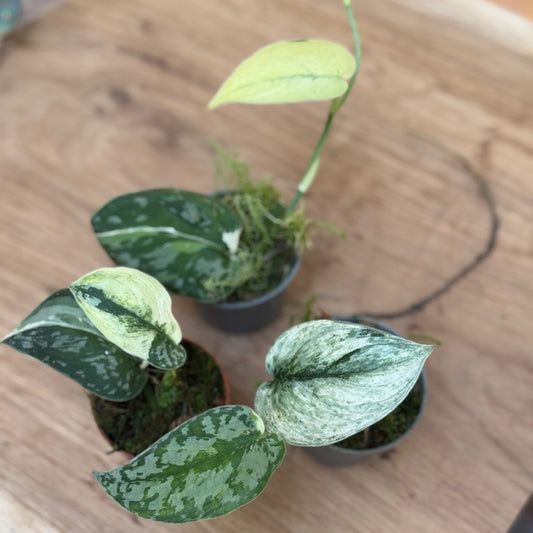 Scindapsus 'Mayari Variegata'