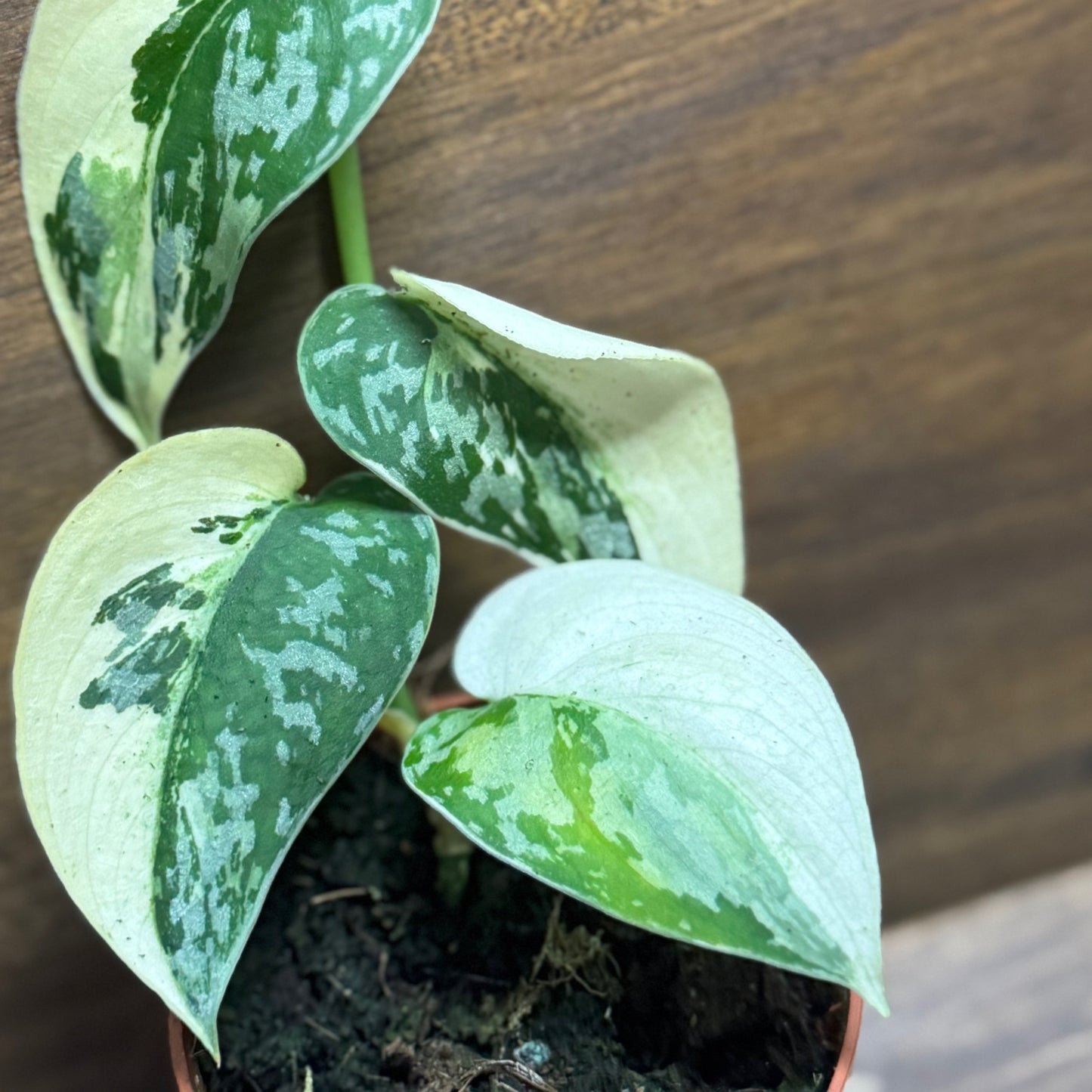 Scindapsus 'Mayari Variegata'